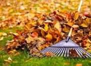 <body> <p>Make sure to <a rel="nofollow noopener" href=" http://www.bobvila.com/slideshow/7-things-to-do-now-for-a-greener-lawn-next-year-47982?bv=yahoo" target="_blank" data-ylk="slk:clear away leaves;elm:context_link;itc:0;sec:content-canvas" class="link ">clear away leaves</a> and debris from the base of shrubs, to give them proper air flow and to discourage pests and rot from taking up residence. You can use any leaves you collect to mulch tender plants that need extra insulation for the winter.</p> <p><strong>Related: <a rel="nofollow noopener" href=" http://www.bobvila.com/articles/mulching-leaves/?bv=yahoo" target="_blank" data-ylk="slk:Wait, Is It Actually a Mistake to Rake Leaves;elm:context_link;itc:0;sec:content-canvas" class="link ">Wait, Is It Actually a Mistake to Rake Leaves</a> </strong> </p> </body>