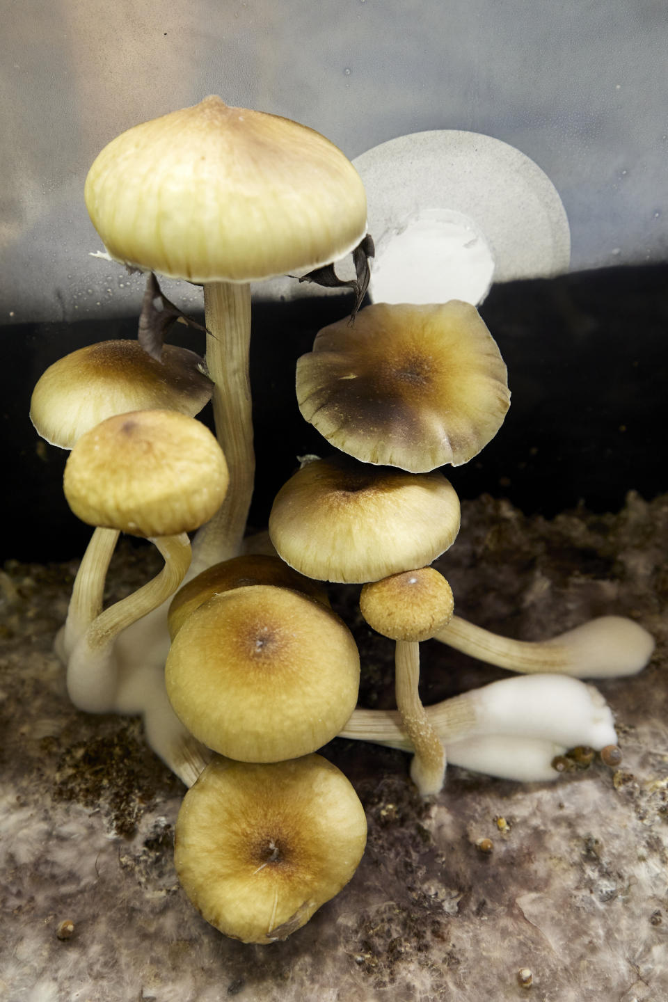 Psilocybin mushrooms are shown in a growing container before being removed and cut for distribution at Uptown Fungus in Springfield, Ore., Monday, Aug. 14, 2023. (AP Photo/Craig Mitchelldyer)