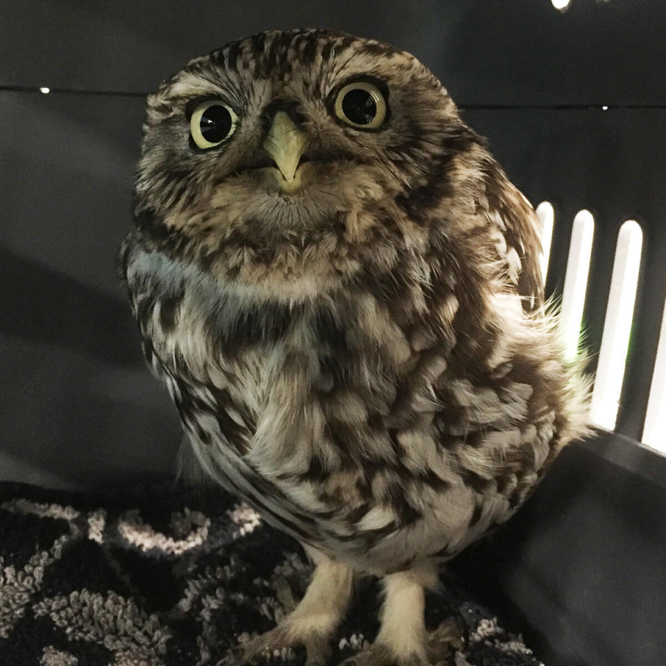 The little owl likely put on weight over the winter when she "overindulged" in an area filled with plentiful prey. (Photo: Suffolk Owl Sanctuary)