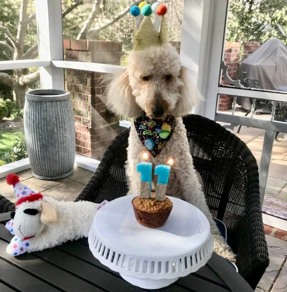 Goldendoodle Magnolia thinks about how yummy her pupcake will taste at her birthday party on April 2, 2022.