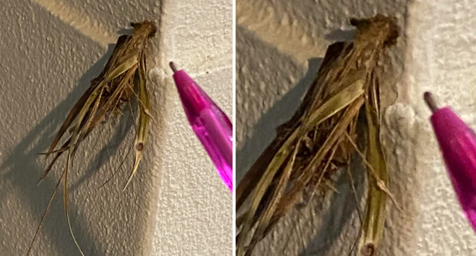 A clump of sicks found on the back of a door was identified as a case moth. Source: Reddit. 