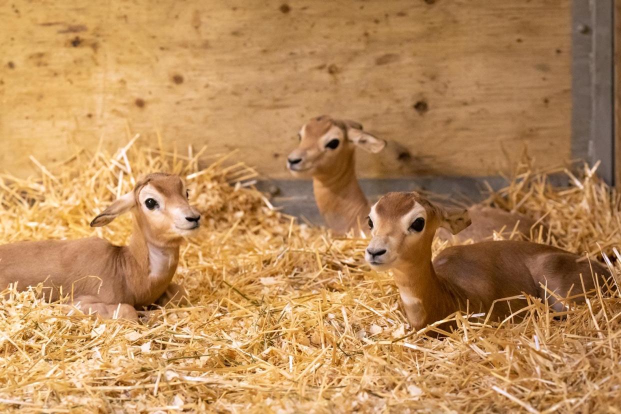 The Columbus Zoo and Aquarium is celebrating the birth of three dama gazelle calves so far this year.