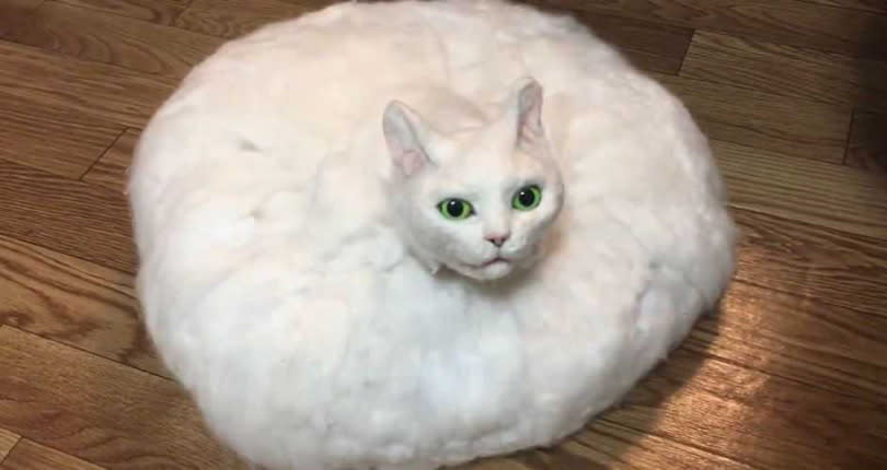 男子將羊毛氈做成貓咪的模樣包住掃地機器人，變成「掃地機器貓」。（圖／翻攝自sacocho Twitter）
