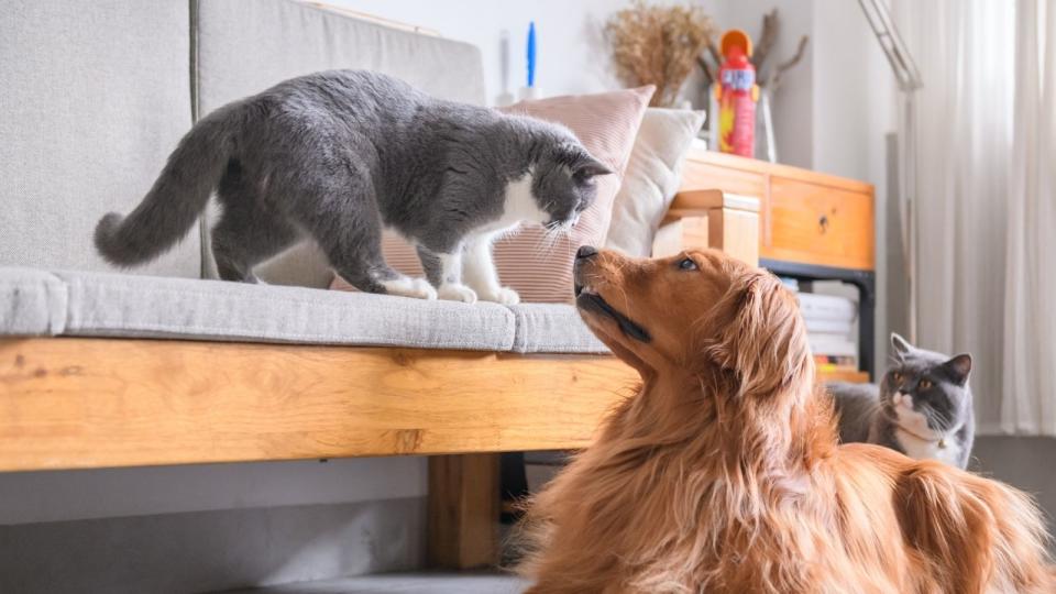 Cat and dog sniffing each other