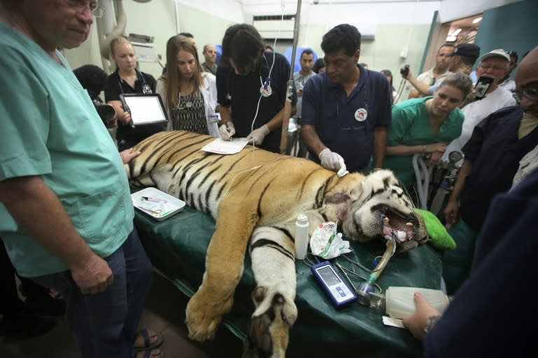 A tiger evacuated from a zoo in the Gaza Strip is checked by members of the "Four Paws" organization and vets from the Israeli Hebrew University veterinary teaching hospital in Beit Dagan on August 24, 2016 before being transported to South Africa