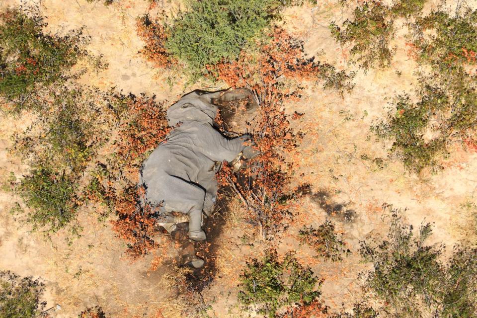 The carcass of one of the many elephants which have died mysteriously in the Okavango Delta in Botswana (National Park Rescue/AFP/Getty)