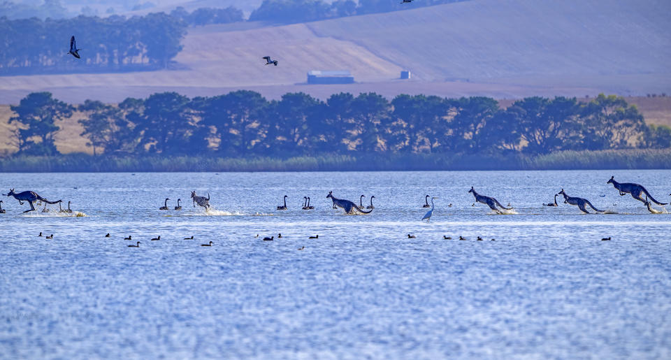 A mob of kangaroos hopping across Lake Buninjon as birds scatter.