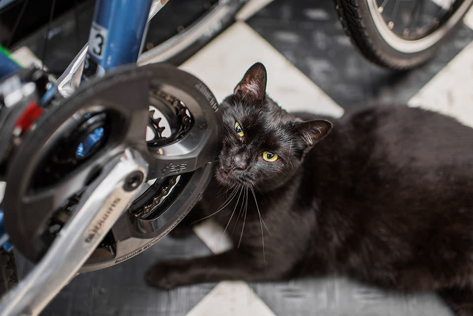 Rescued as a kitten found at a construction site, Spooky now rules On The Move bike shop in Park Slope, Brooklyn, where he runs to greet customers at the door.