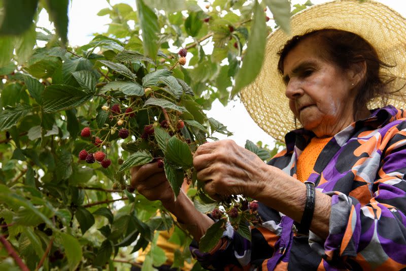 A woman harvests raspberries at a local farm near Chillan