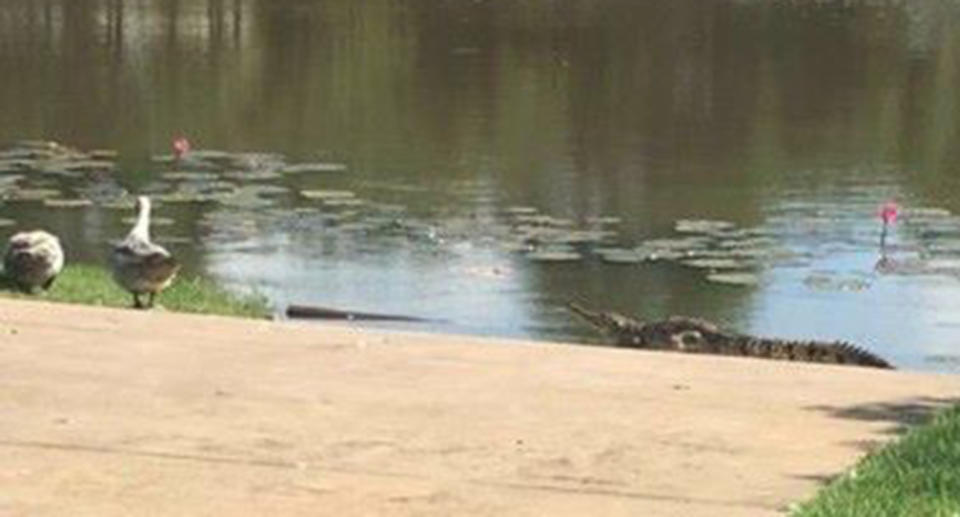 Palmerston Council shared this image in March after they were advised of a freshwater crocodile occupying Sanctuary Lakes. Source: Palmerston Council / Facebook