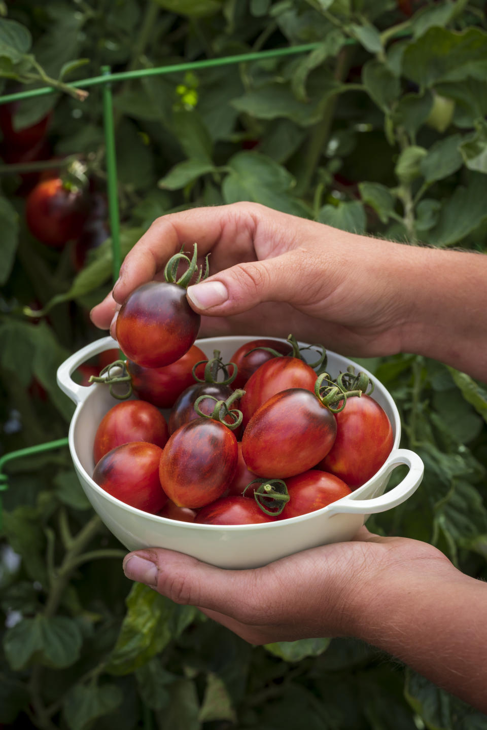 'Two Tasty' Tomato