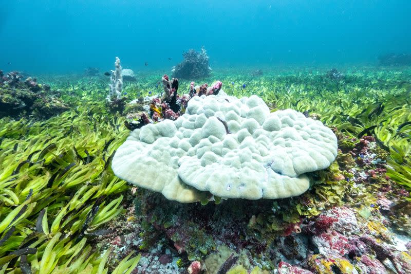 Corals are seen in a seagrass meadow at the Saya de Malha Bank