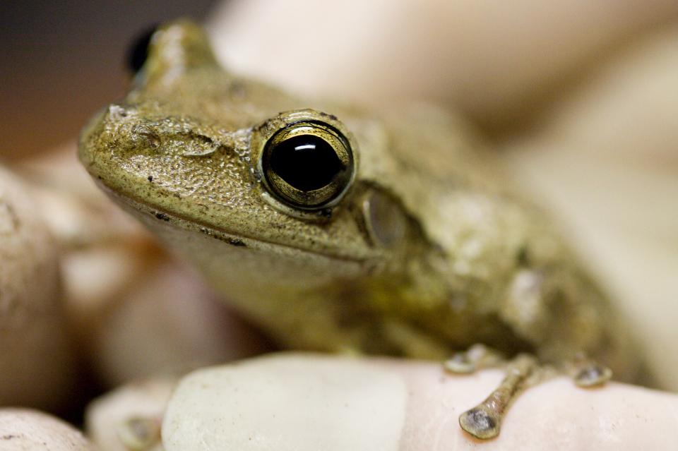 Invasive Cuban Tree Frogs predate on native tree frogs.