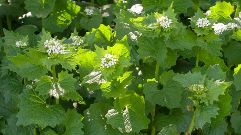 Garlic mustard plants growing in the wild