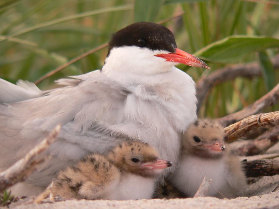 An adult common tern with its chicks nesting at Monomoy National Wildlife Refuge off Cape Cod.