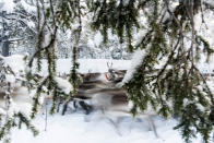 In this Tuesday, Nov. 26, 2019 photo, running reindeer, outside of Jokkmokk, Tuesday November 26, 2019. Global warming is threatening reindeer herding in Sweden’s arctic region as unusual weather patterns jeopardize the migrating animals’ grazing grounds. (AP Photo/Malin Moberg)