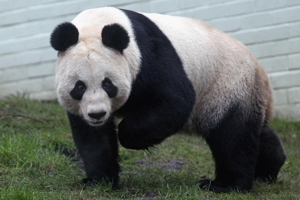 Edinburgh Zoo's Pandas Meet The Public For The First Time