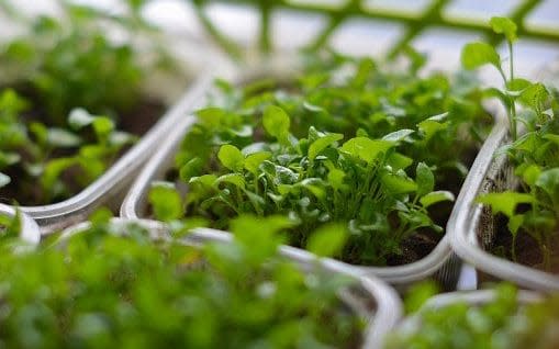 Plants have been proven to boost mood - iStockphoto