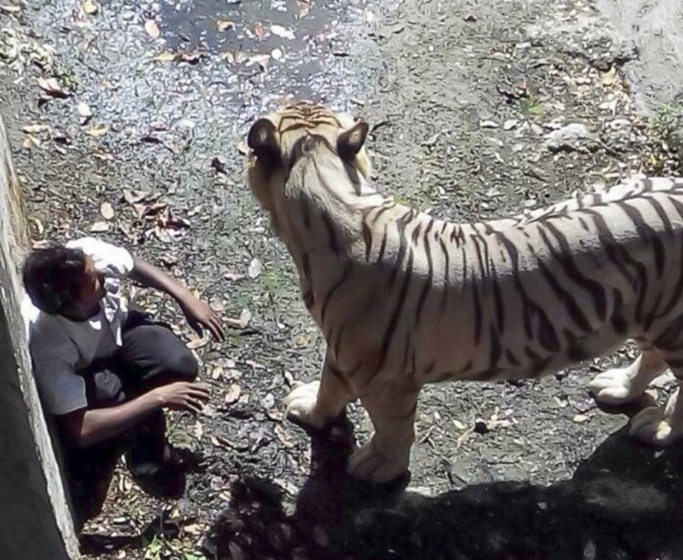 2014年，一名印度男子跳進動物園的老虎園區，最終遭活活咬死。（翻攝自X@SumitHansd）