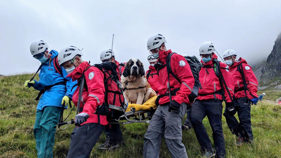 Sixteen volunteers from Wasdale mountain rescue team take turns to carry 121lb (55kg) St Bernard dog, Daisy from England's highest peak, Scafell Pike, Sunday July 26, 2020. The mountain rescue team spent nearly five hours rescuing St Bernard dog Daisy, who had collapsed displaying signs of pain in her rear legs and was refusing to move, while descending Scafell Pike. The Wasdale Mountain Rescue team rely on public contributions to their JustGiving.com/wasdalemrt page to fund their mountain safety efforts. (Wasdale Mountain Rescue via AP)