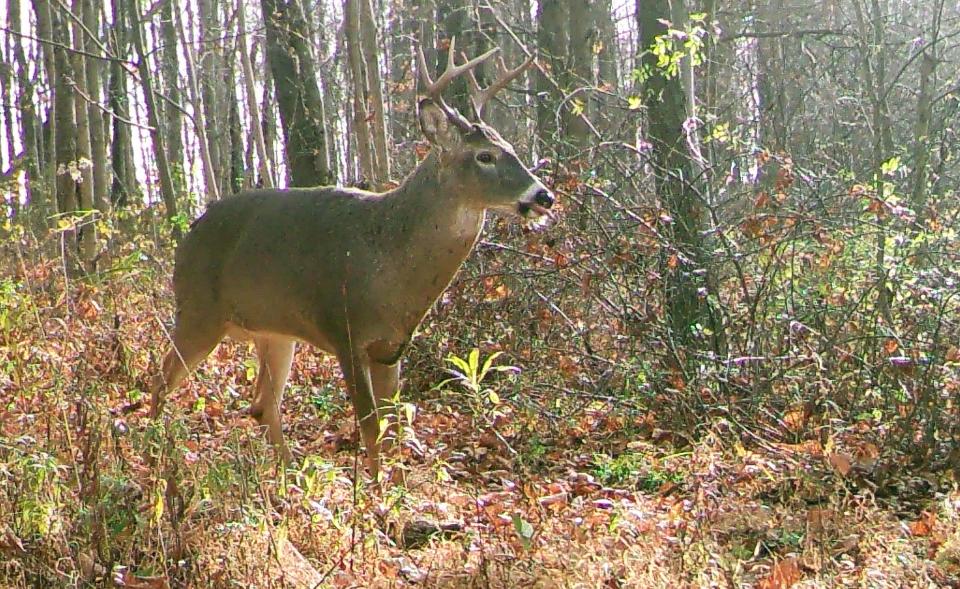 A nice buck walks down a trail Nov. 7 in rural Somerset County. The statewide rifle deer season will begin on Saturday, Nov. 30, this year.