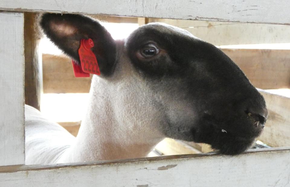 A sheep checks out a visitor to a livestock barn on Thursday at the 2022 Crawford County Fair.
