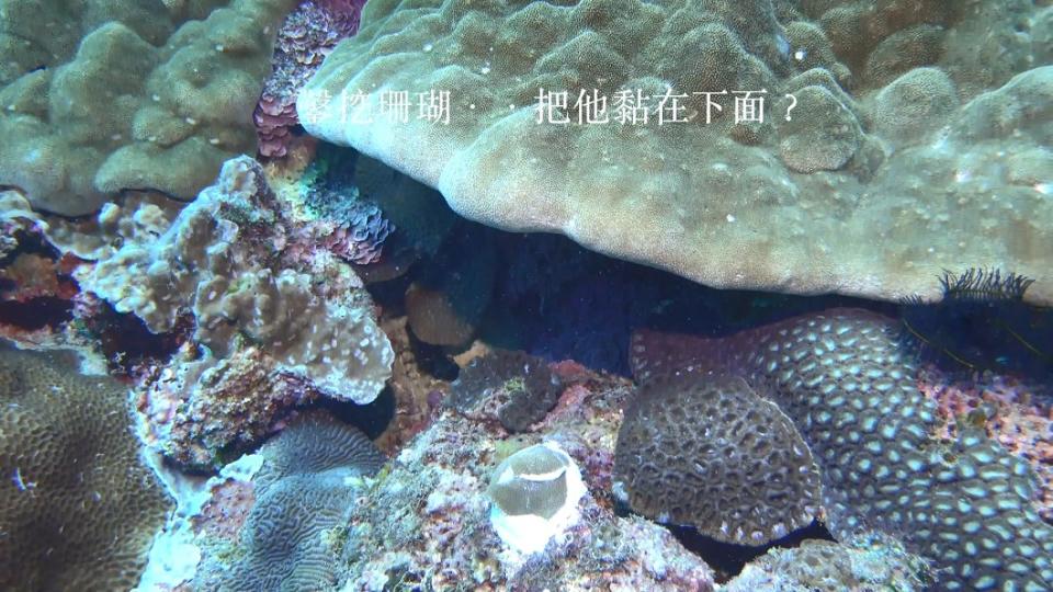 圖／潛水教練邱文傑提供