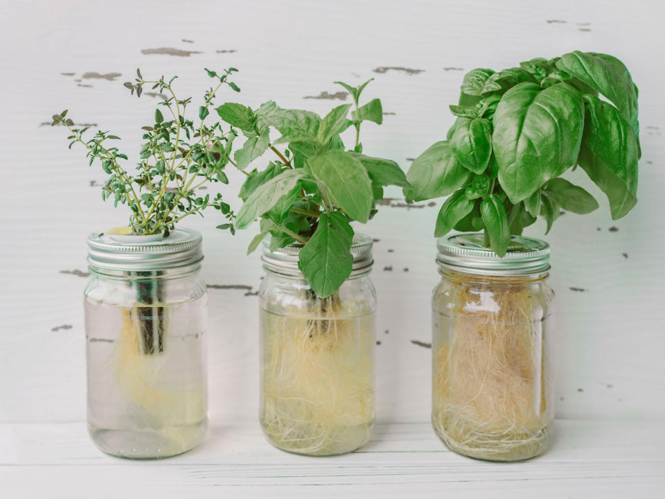 hydroponic gardening with jars of herbs