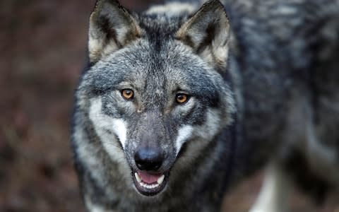 Wolves are starting to encroach on farms around Rome, experts say - Credit: Reuters