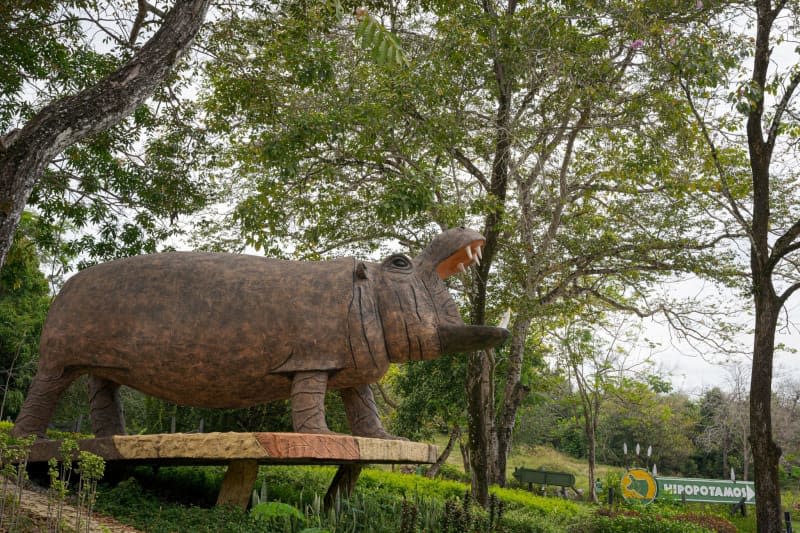 A hippo statue inside the Hacienda Nápoles, the former estate of Colombian drug lord Pablo Escobar and home to his private zoo, now a popular spot for observing hippos. Luis Bernardo Cano/dpa