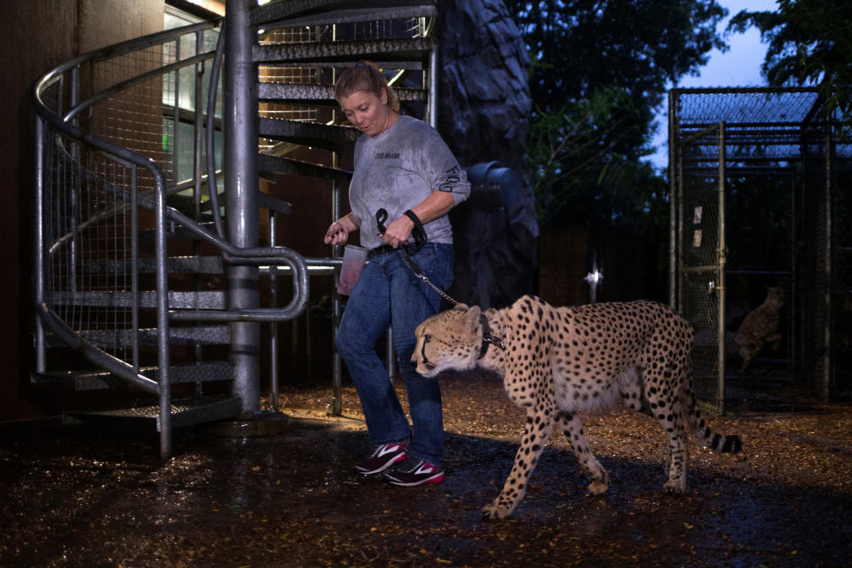 Senior keeper Jennifer Nelson walks a cheetah to a shelter.