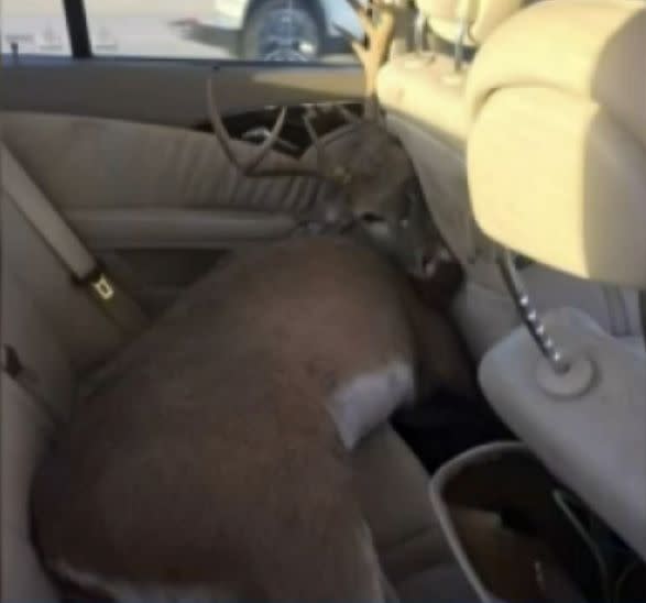 A Dallas-area driver found himself with an unexpected passenger when a deer smashed through his windshield and ended up in the backseat of his car.