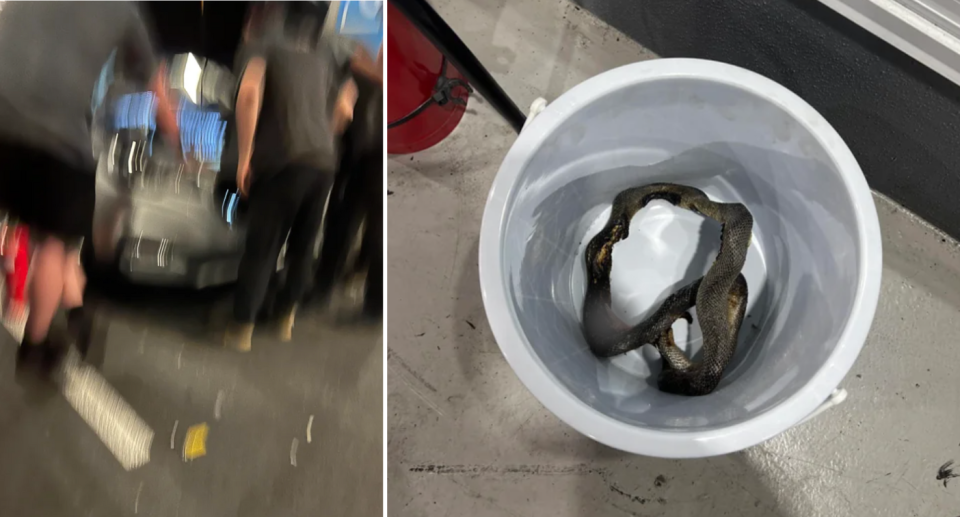 Left image a 'shaky' photo of the mechanics looking at the smoking engine. Right image of the deceases snake after being found.