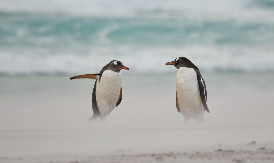 Two penguins standing and facing each other. The penguin on the left has its wing extended.