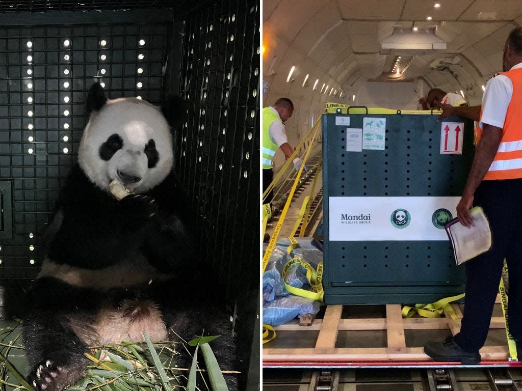 Giant panda cub, Le Le (left) and his crate being locked into position on SIA's Boeing 747-400F freighter aircraft.