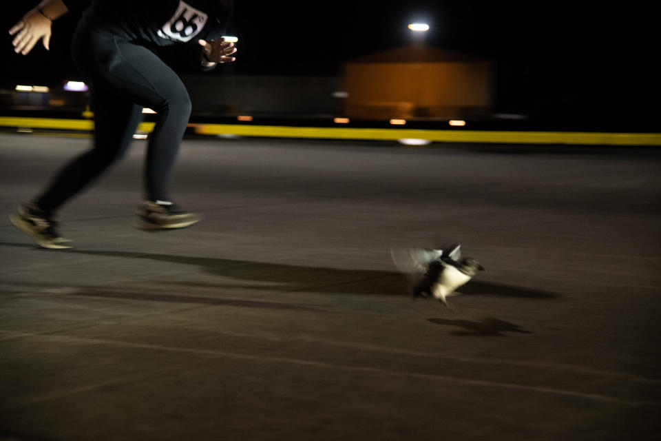 Sandra Sif Sigvardsd&oacute;ttir sprints after a puffling on the dock during a late-night puffin rescue trip. (Photo: Jennifer Adler)