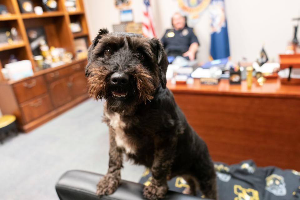 Topeka Police Chief Bryan Wheeles' 7-year-old mini-Schnauzer, named D-O-G, stands on his hind legs inside his owner's office at the Law Enforcement Center Tuesday afternoon.