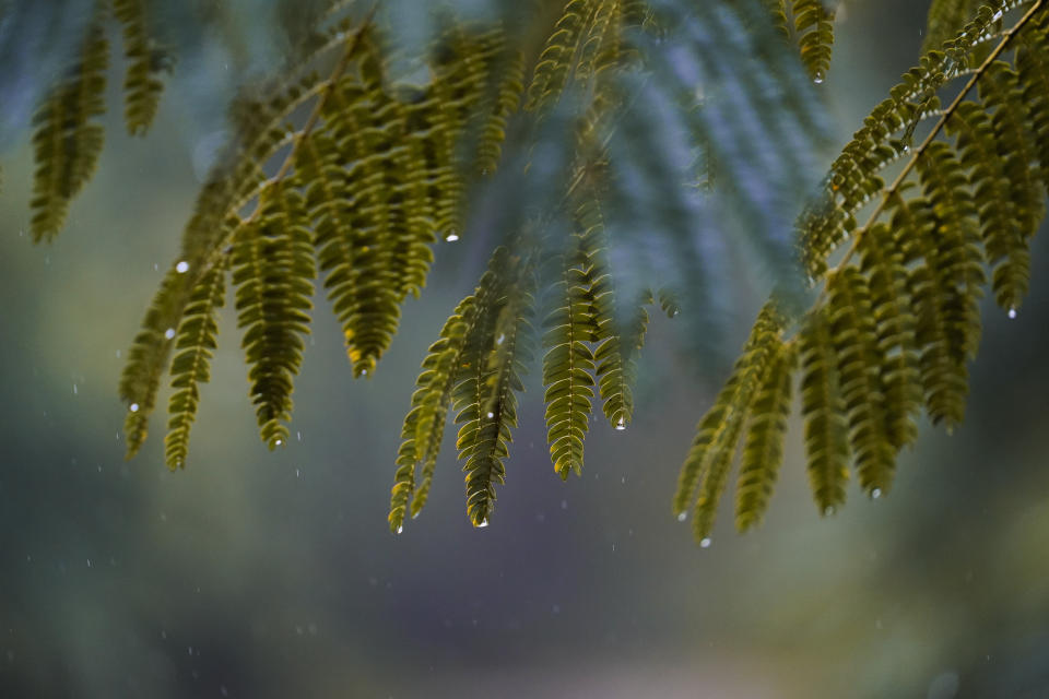 Water droplets fall off tree leaves in Atlanta, as Tropical Storm Fred makes its way through north and central Georgia on Tuesday, Aug. 17, 2021. (AP Photo/Brynn Anderson)