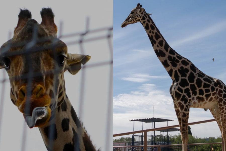 La jirafa más famosa de México “Benito” será trasladada ¡ya no sufrirá por las temperaturas heladas!