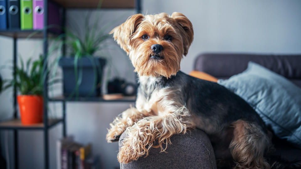 Yorkshire Terrier