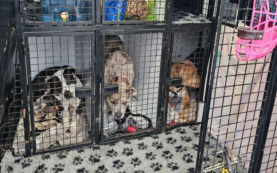 The dogs are being sent to Scotland in cages