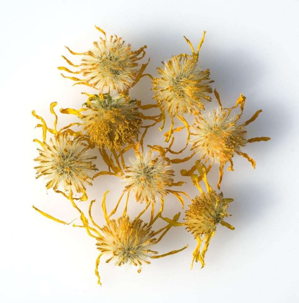 Arnica