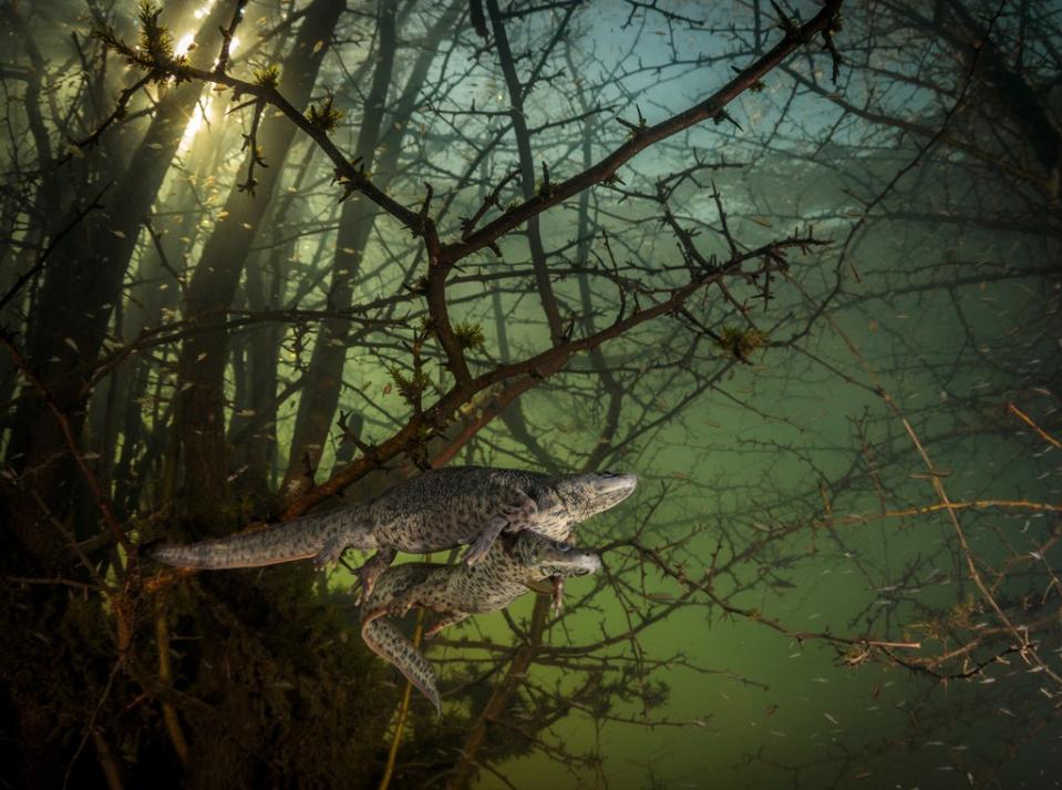 This image by Joao Rodrigues won the Wildlife Photographer of the Year: Behaviour: Amphibians and Reptiles Award (Joao Rodrigues/Wildlife Photographer of the Year/PA) (PA Wire)