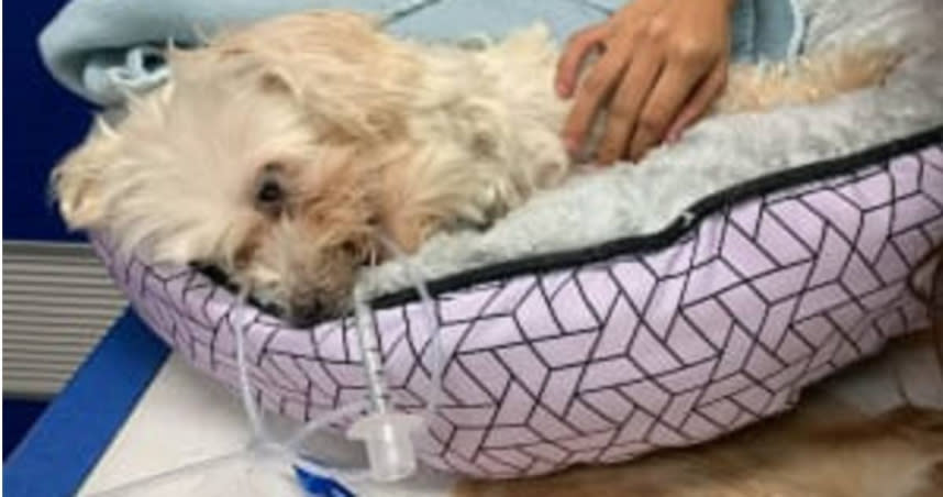 澳洲一名26歲女子艾米（Amy Lea Judge）將自己的寵物犬公主（Princess）從2樓丟下，導致牠傷勢過重身亡。（圖／翻攝自西澳大利亞皇家防止虐待動物協會官網）