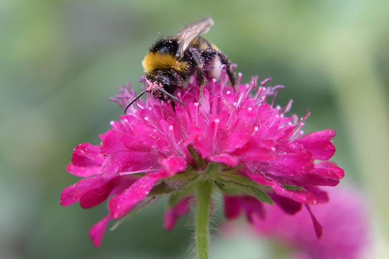 Two percent of wild bee species, the most common types, fertilise about 80 percent of bee-pollinated crops worldwide