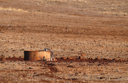 A kangaroo drinks from a water tank located in a drought-effected paddock on farmer Ash Whitney's property, located west of the town of Gunnedah in north-western New South Wales, in Australia, June 3, 2018. REUTERS/David Gray/Files