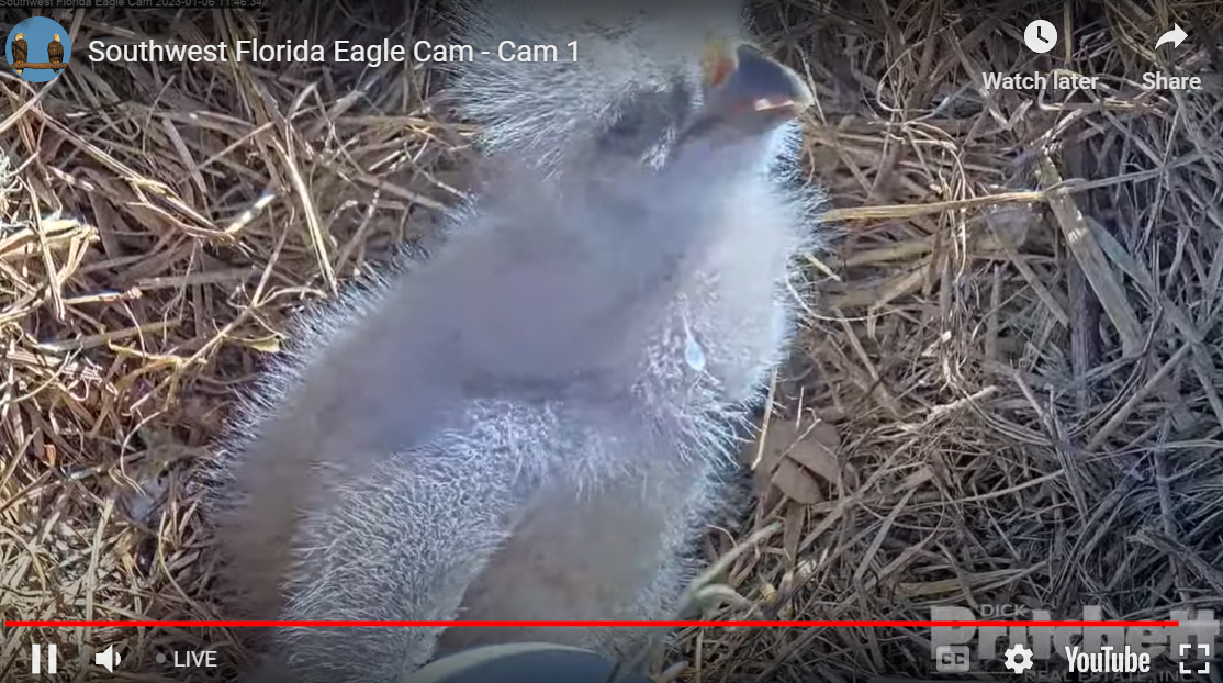 New eaglet E21 in the nest. Its as-yet-unhatched sibling's egg is barely visible below.