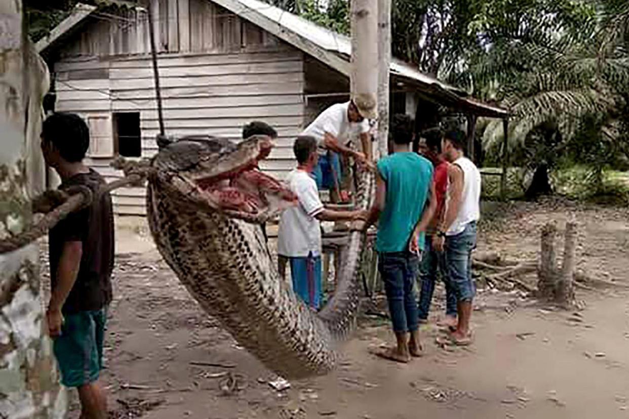 The enormous reptile was put on display in the village: AFP/Getty Images