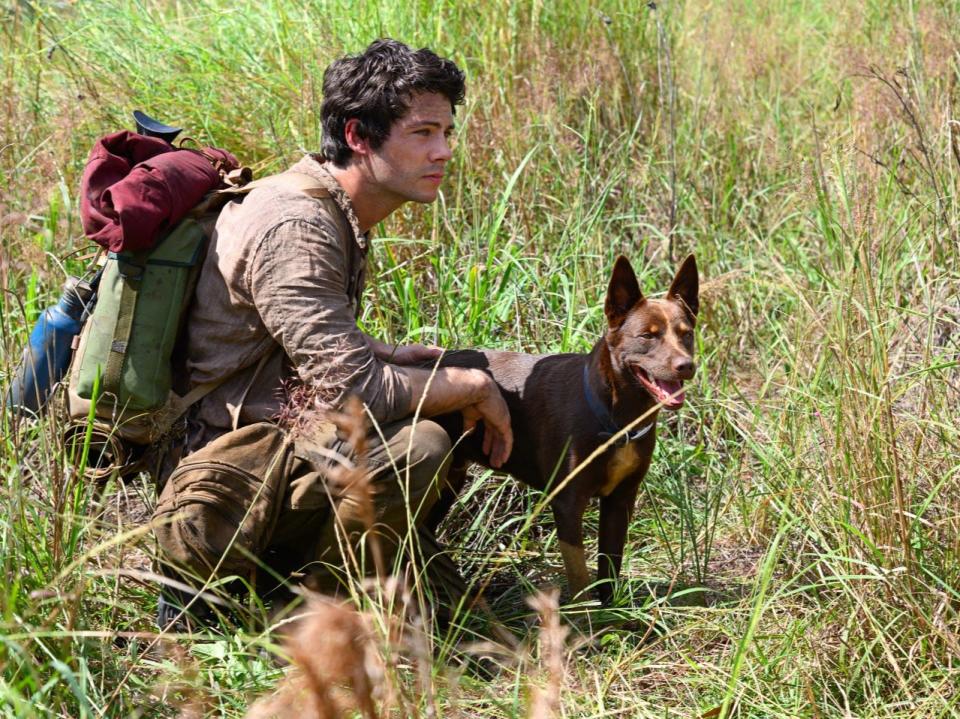 Joe finds himself a canine companion, played by very good boys Hero and Dodge in two of the finest animal performances of the yearNetflix