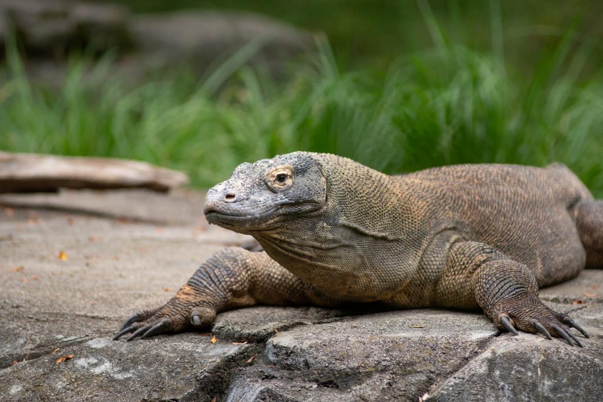 Sapo, a 13-year-old Komodo Dragon, died Oct. 7 at the Columbus Zoo. His cause of death isn't known.